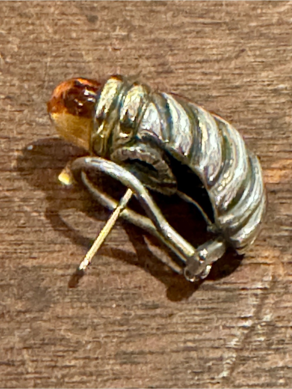 David Yurman SINGLE STERLING SILVER 925 14K GOLD SHRIMP EARRING CITRINE VINTAGE